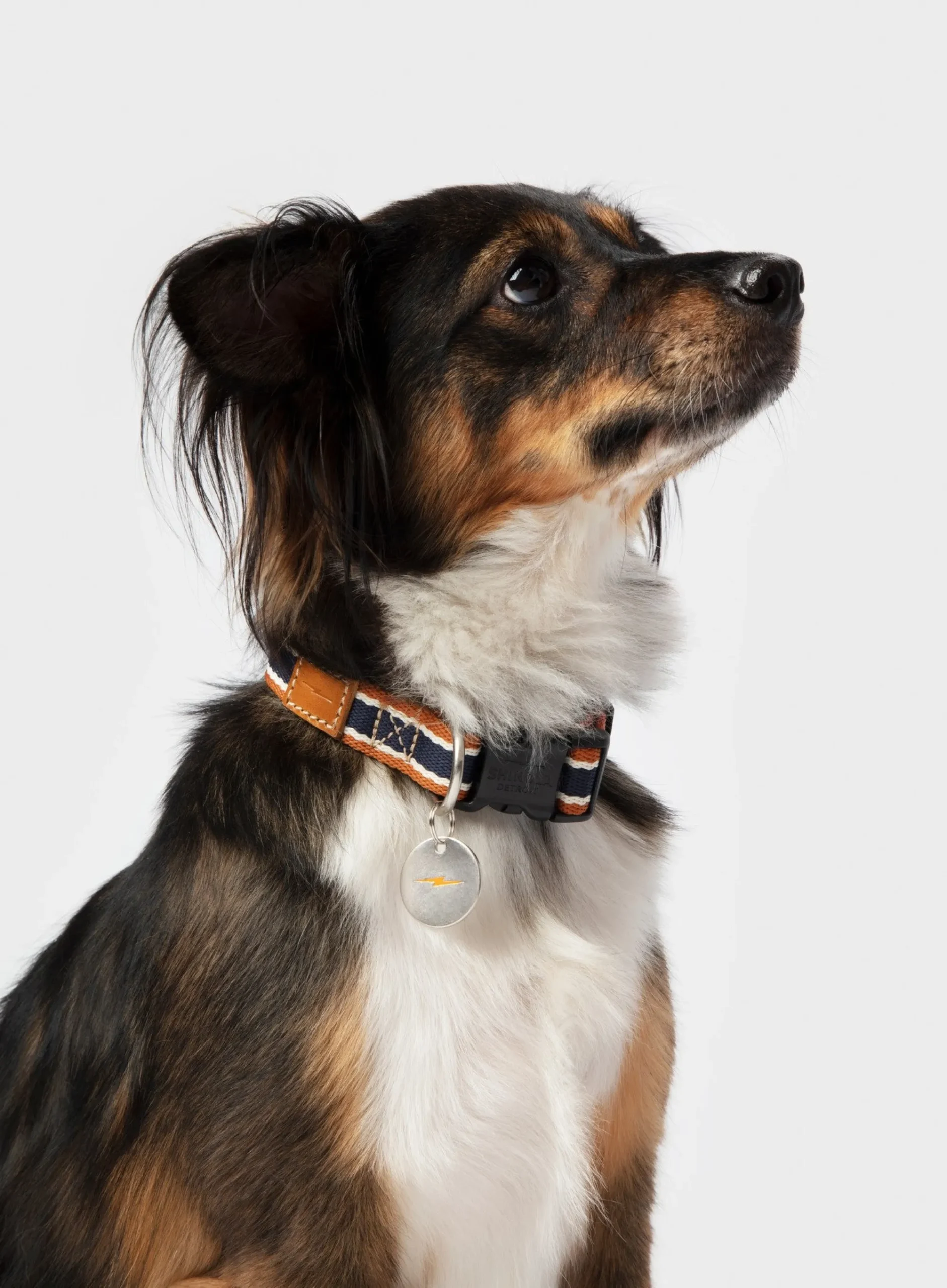 Shinola Shop All|Shop All Home|Nylon Dog Collar