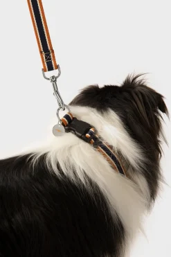 Shinola Shop All|Shop All Home|Nylon Dog Collar